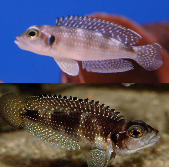 Lamprologus Meleagris – Lamprologus Stappersi Conchicola Nacarado, Meleagris, Stappersi