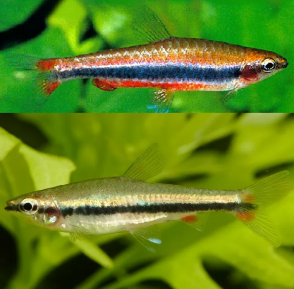 Nannostomus Beckfordi Pez Lápiz Dorado