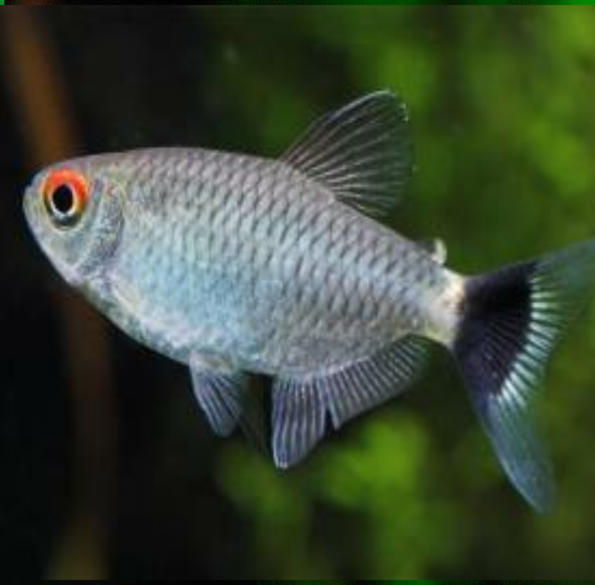 Moenkhausia Sanctaefilomenae Tetra de Banda Amarilla, Tetra de Cabeza Amarilla, Tetra de Ojos Rojos, Tetra Santa Filomena