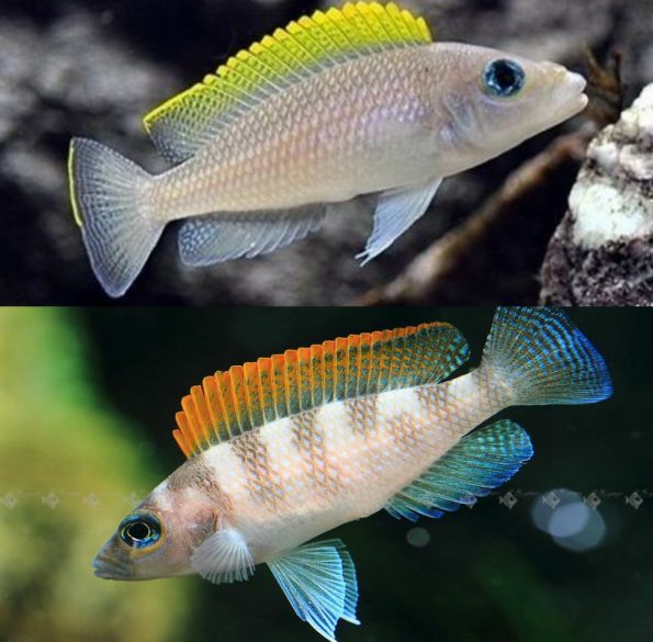 Neolamprologus Caudopunctatus, Punky