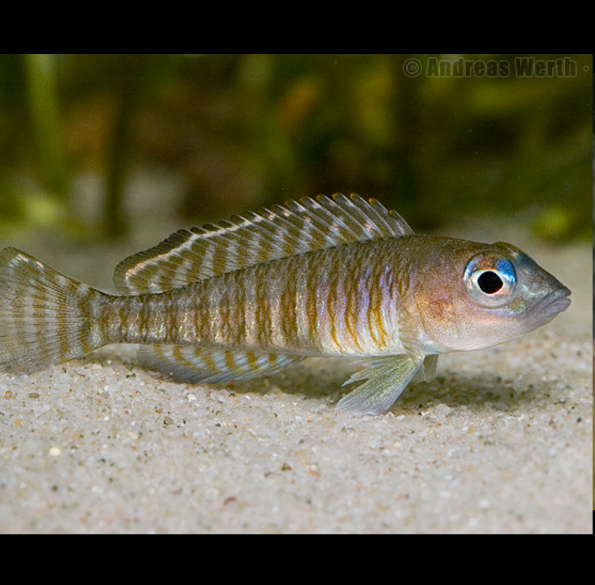 Neolamprologus Signatus