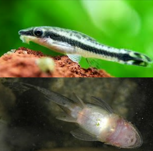 Otocinclus Arnoldi