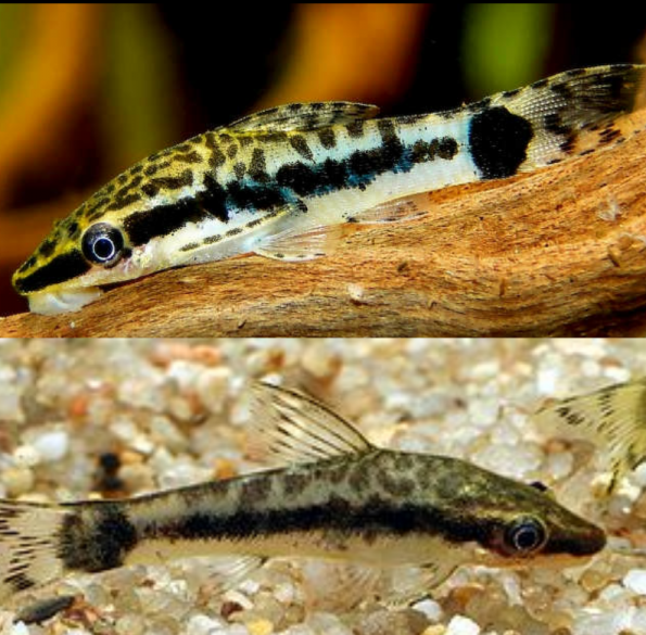 Otocinclus Macrospilus