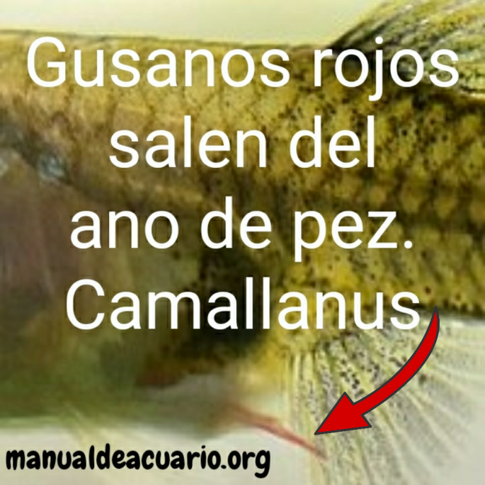 Gusanos rojos salen del ano de pez, Camallanus