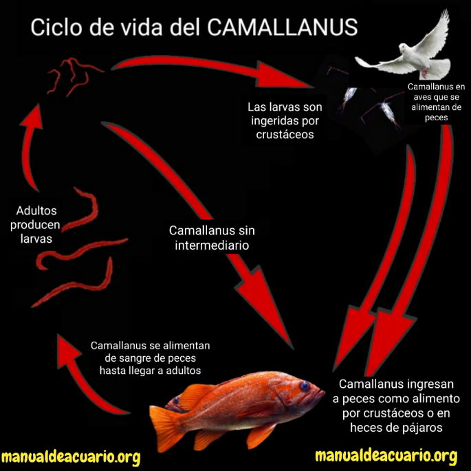 Gusanos rojos salen del ano de pez o Camallanus