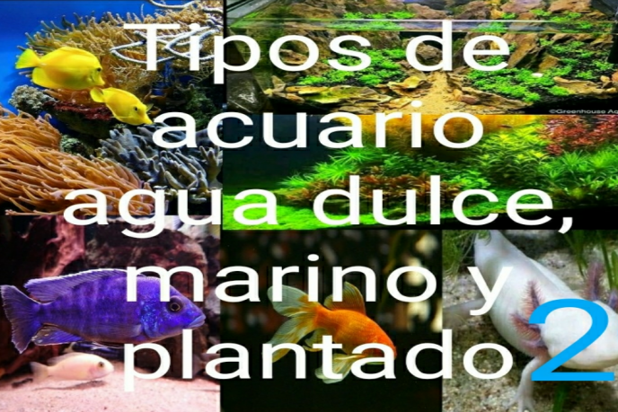 tipos de acuario de agua dulce, marino y plantado 2