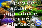 Tipos de acuarios 1.3 de agua dulce, marino y plantados