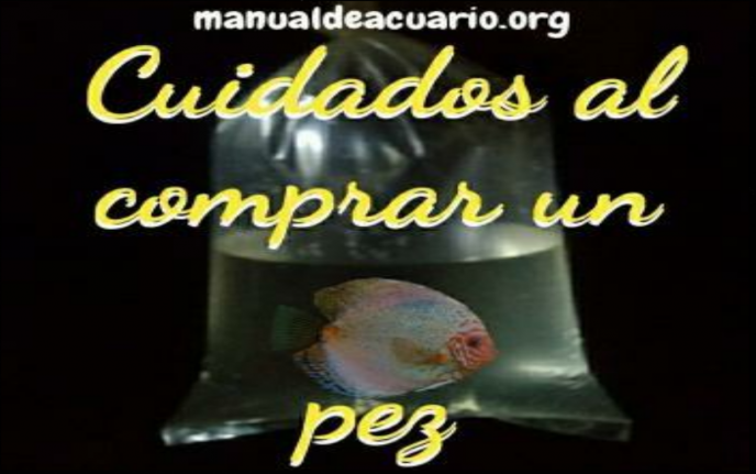 Cuidados al comprar un pez