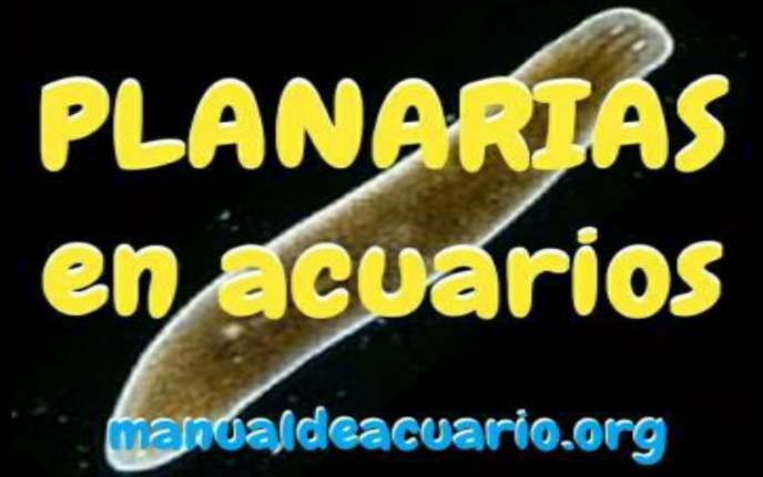 planarias en acuarios