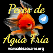 Grupo de peces Carassius o Goldfish y Koi en telegram