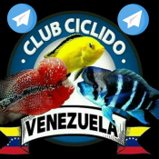 Club Ciclidos Venezuela en Telegram