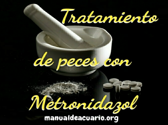 Tratamiento para peces con Metronidazol