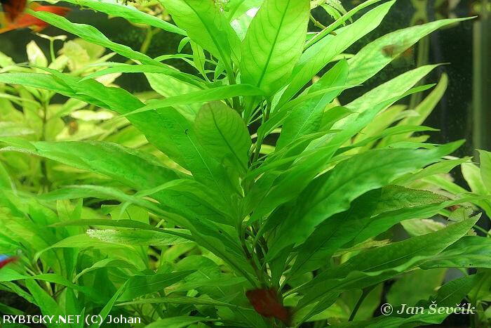 hygrophila guianensis