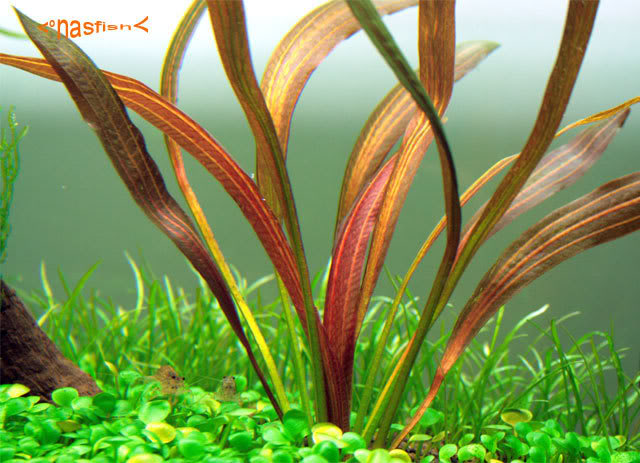 echinodorus rubin narrow leaves