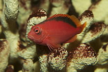 220px flame hawkfish neocirrhites armatus