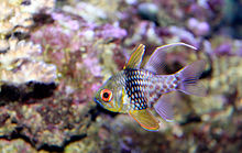 220px pajama cardinal fish sphaeramia nematoptera