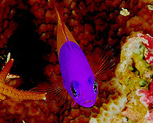 220px pictichromis paccagnellae
