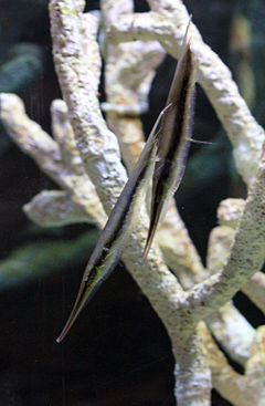 240px aeoliscus strigatus prague 2011 2