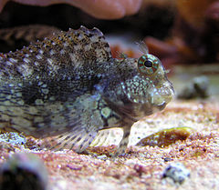 240px algae blenny