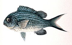 240px chromis caerulea