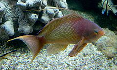 240px juwelen fahnenbarsch pseudanthias squamipinnis 0511172 mannc