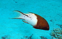 240px lyretail hogfish