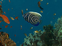 240px pomacanthus imperator emperor angelfish juvenile timor