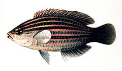 240px pseudocheilinus hexataenia