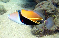 240px reef triggerfish 1