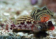 240px scooter blenny by bj beggerly