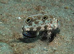 240px signigobius biocellatus