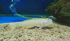 240px valencienneasexguttata