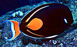 250px acanthurus achilles1