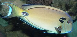 250px acanthurus tennenti kreisdorn doktorfisch3