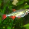 Aphyocharax Anisitsi Tetra de Aleta Sangrante