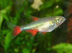 Aphyocharax Anisitsi Tetra de Aleta Sangrante