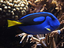 250px blue tang paracanthurus hepatus 02