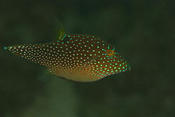 250px canthigaster solandri