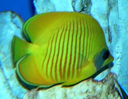 250px chaetodon semilarvatus 1