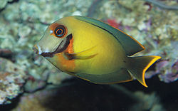 250px chocolate tang acanthurus pyroferus