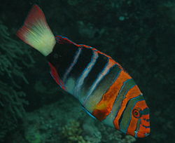 250px choerodon fasciatus