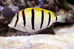 250px convict surgeonfish acanthurus triostegus 1