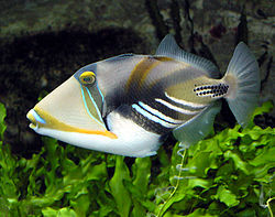 250px picasso triggerfish arp