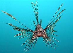 250px pterois volitans manado e edit