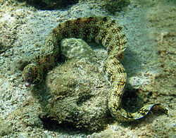 250px snowflake moray in kona