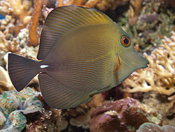 250px zebrasoma scopas