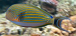 260px acanthurus lineatus flynn reef crop