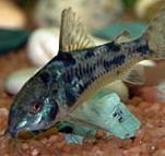 Corydoras Paleatus Corydora Mármol, Corydora Pimienta