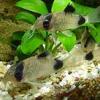 Corydoras Panda Coridora Panda