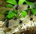 Corydoras Panda Coridora Panda